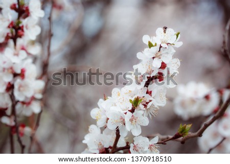Flowering branch of tree. Spring flowering trees. Macro photography of an open flower.
