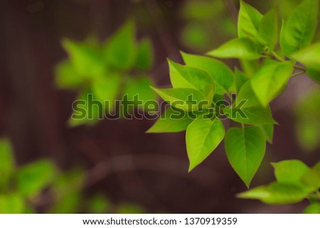 Fresh green leaf. Bush with new spring foliage.