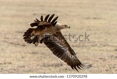27/5000
Steppe eagle in flight