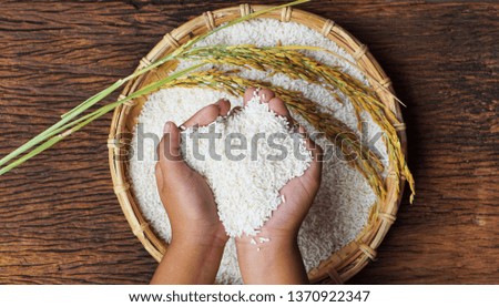 organic paddy rice,ear of paddy, ears of Thai rice