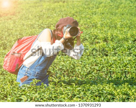 Young tourist lady taking photos in tea plantation in the bright sunshine morning.