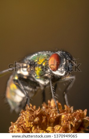 
up-close portrait shot of a housefly sitting on dried up plant.