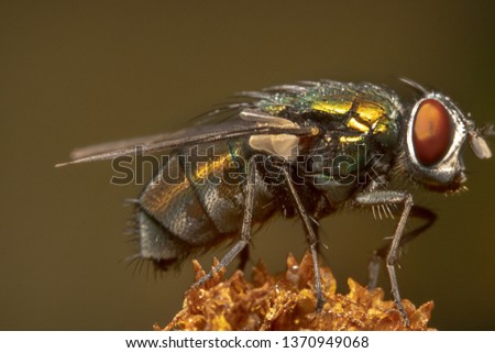 
up-close landscape shot of a housefly sitting on dried up plant.