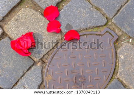 Red rose petals scattered on the pavement