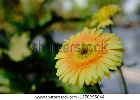 flower in blooming