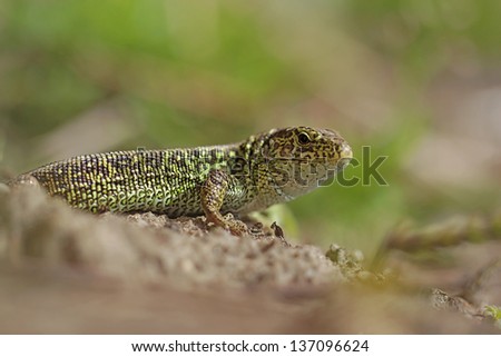 Sand lizard (Lacerta agilis) male - perfect makro photo