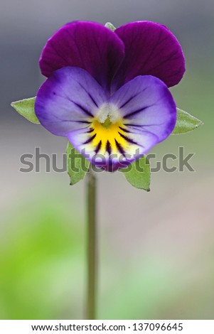 Viola tricolor, known as heartsease, heart's ease, heart's delight
