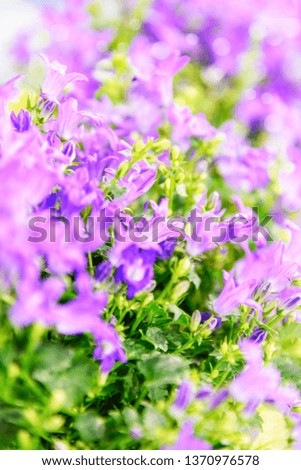 Abstract spring time background - bunch of blooming violet flowers in the garden.