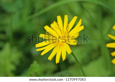 Wild flower with yellow thin petals on a background of green grass on a sunny summer day                              