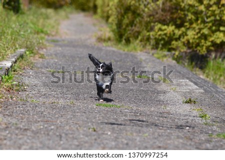 It is a picture of Chihuahuas taking a walk
