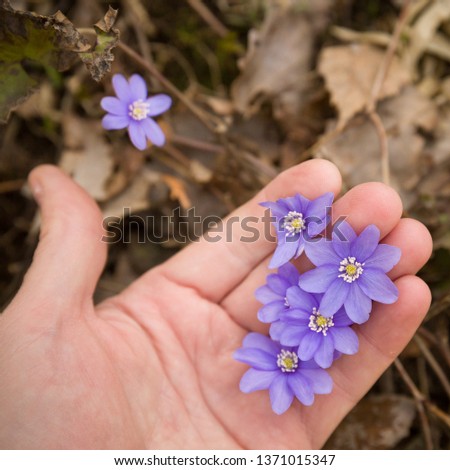 Closeup of wild blue snowdrops in the hand of a young man. The beginning of spring. Primroses on the lawn. Spring mood.