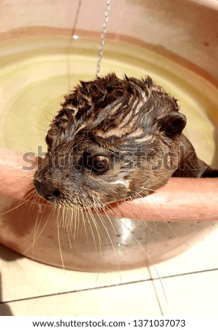 A Curious Otter 