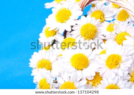 Very many Chamomiles flowers in a basket