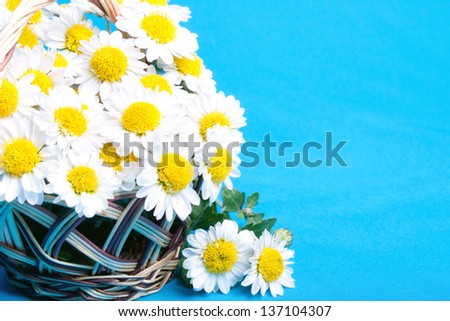 Very many Chamomiles flowers in a basket