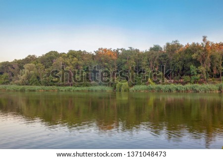 green trees growing on the lake shore