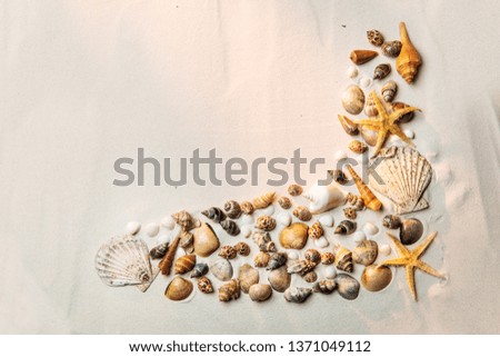 Top view of shells on sandy beach. Summer background
