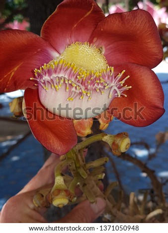 Exotic Tropical  Colourful Flower showing pistils and stamens