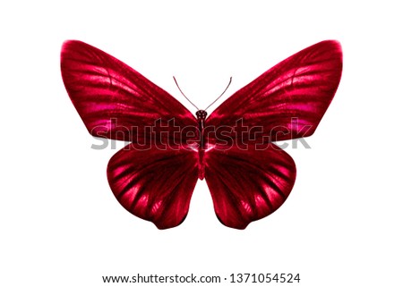 butterfly with red stripes on the wings; the speckled amarintis breed. isolated on white background