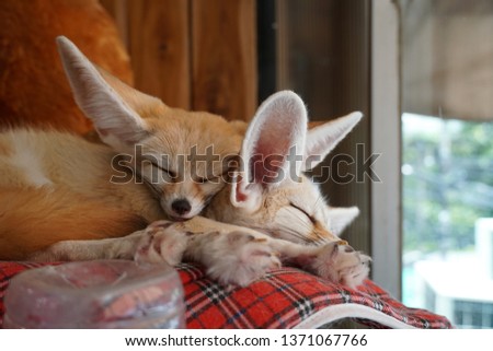 Picture of what looks like a fennec fox at Little Zoo Cafe in Bangkok