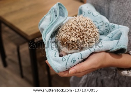 Picture of a hedgehog at Little Zoo Cafe in Bangkok