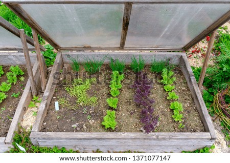 open wooden cold frame with young plants Royalty-Free Stock Photo #1371077147