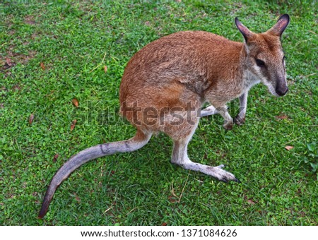 Male Australian Wallaby, marsupial standing on grass.