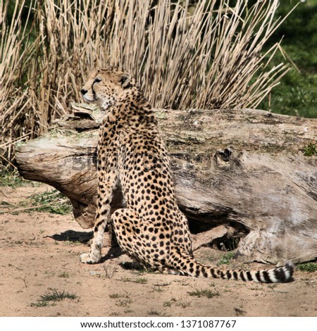 A picture of a Cheetah