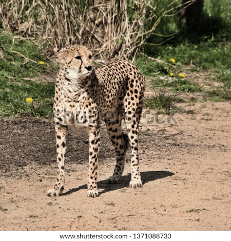 A picture of a Cheetah