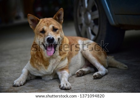 The dog needs fresh water. Dog laying flat on garage floor outdoor making sad face From hot weather Hanging tongue For cooling. selective focus 