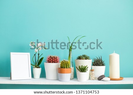 Modern room decoration with Picture frame mockup. White shelf against pastel turquoise wall with Collection of various cactus and succulent plants in different pots.