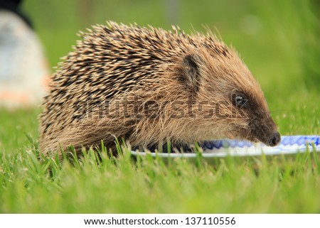 Hedgehog  in forest
