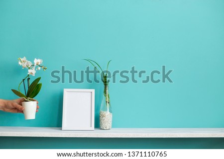 Modern room decoration with Picture frame mockup. White shelf against pastel turquoise wall with spider plant cuttings in water and hand putting down orchid.