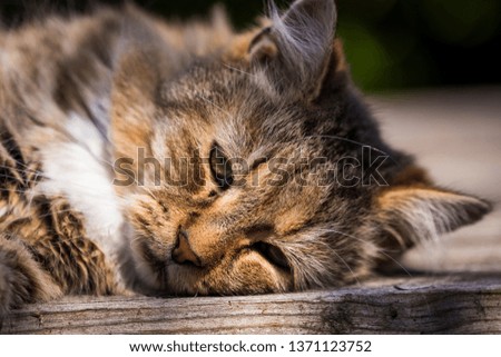 Photo of a Cat relaxing!