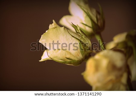 Bouquet of withered white roses lit by the sun close up. Brown color toned
