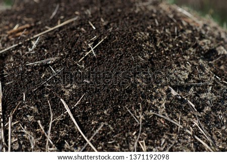 Closeup view of an anthill