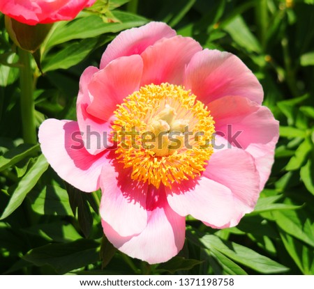 The peony is a flowering plant in the genus Paeonia, the only genus in the family Paeoniaceae. They are native to Asia, Southern Europe and Western North America