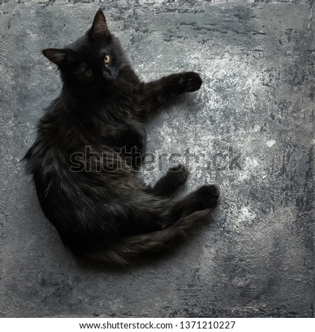 black cute cat on concrete background