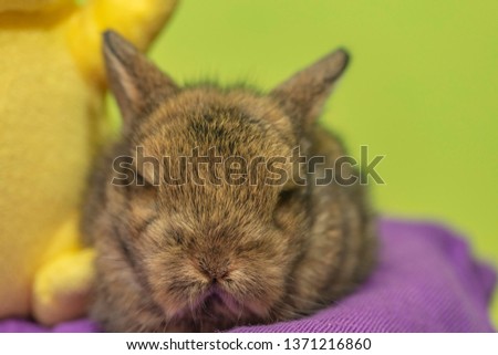 small rabbit playing with easter decoration 