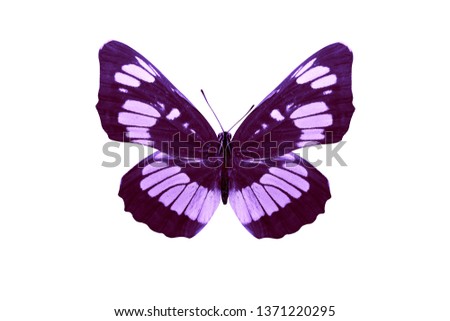 Violet  butterfly isolated on white background.