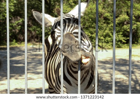 zebra in the zoo aviary