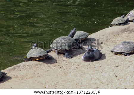 turtles and dove
