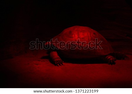 turtle in a red terrarium