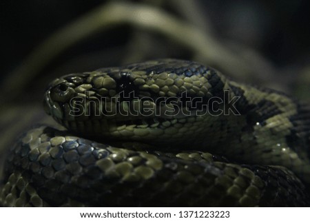 python big snake