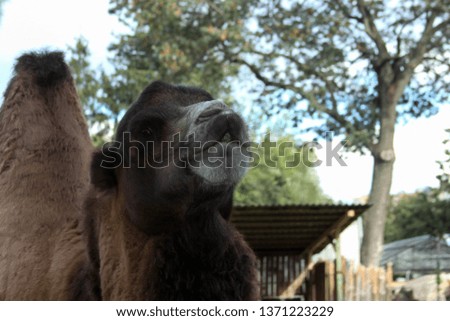 Portrait of a camel in a zoo