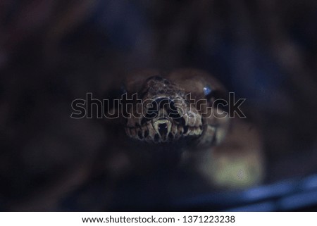 Beautiful portrait of a python snake