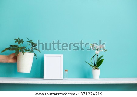 Modern room decoration with Picture frame mockup. White shelf against pastel turquoise wall with potted orchid and hand putting down schefflera plant.