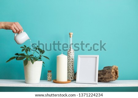 Modern room decoration with Picture frame mockup. White shelf against pastel turquoise wall with Candle and rocks in bottle. Hand watering potted schefflera plant