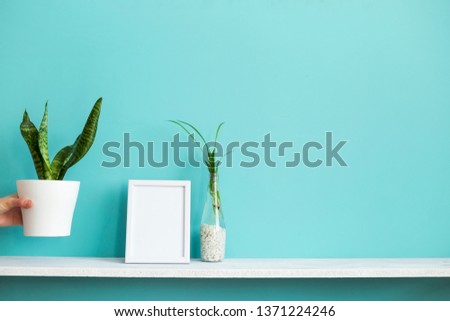 Modern room decoration with Picture frame mockup. White shelf against pastel turquoise wall with spider plant cuttings in water and hand putting down snake plant.