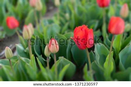 Red tulips in tulip fields, tulip farm in Konya, Turkey