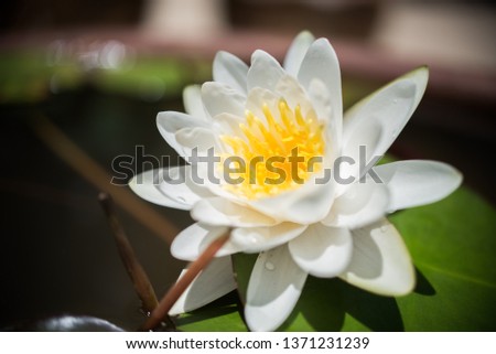 Beautiful lotus flower in pond,The symbol of the Buddha, Thailand.